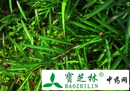 鹅管白前的辨别方法