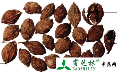 益智仁真假鉴别