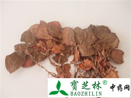三步鉴别金线莲