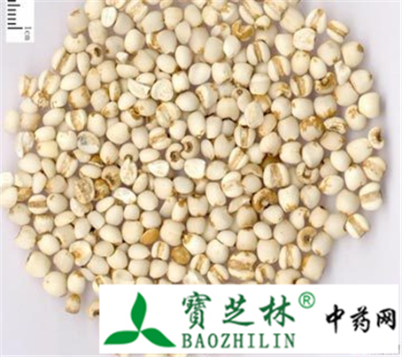 伪品白高粱冒充薏苡仁
