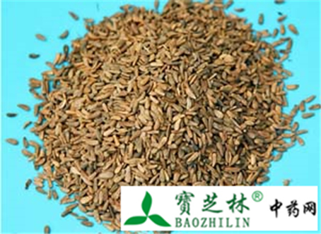 牛蒡子的简单鉴定