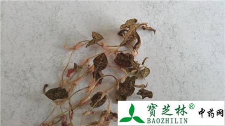 鉴别金线莲