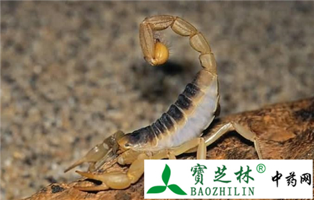 全蝎是否掺假的鉴别方法