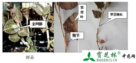 中药材金线莲真假鉴别