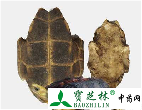 龟板真假鉴别