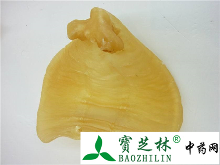 鉴别白花鱼胶与赤嘴鳘鱼胶