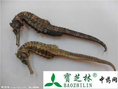海马的鉴别 告诉您药材海马怎么购买
