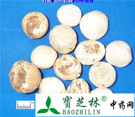 真品天南星与伪品黄苞南星的鉴别