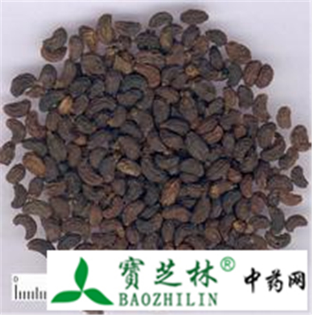 女贞子果皮多皱缩 鸦胆子具网状皱纹