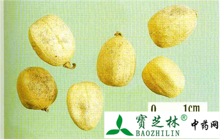 真品巴豆 种皮薄质硬而脆富油性