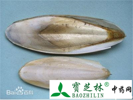 三种海螵蛸 抓主要特征简易区别