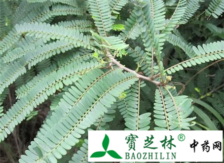 余甘子皮冒充紫荆皮 使用时注意鉴别