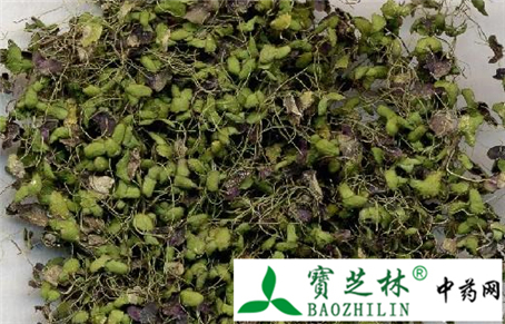 伪品大薸叶冒充浮萍 使用时注意鉴别