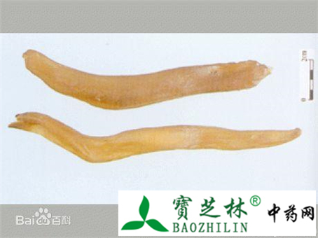 中药材天门冬的基本性状及功能主治