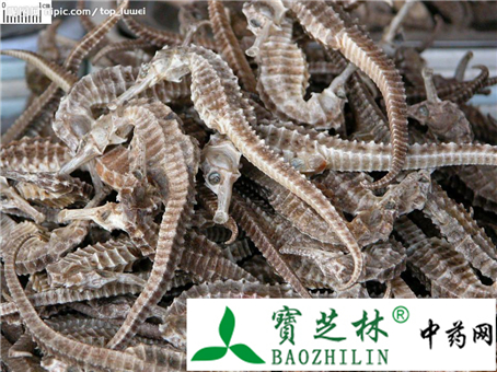 中药材海马怎么快速鉴别