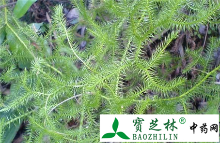 伪品牛尾菜根茎冒充伸筋草 注意鉴别