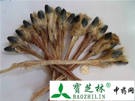 鉴别鹿筋