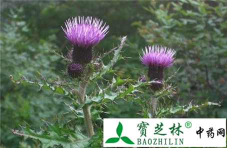 伪品苣荬菜冒充小蓟须注意鉴别