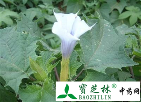 伪品美洲凌霄花冒充洋金花 注意鉴别