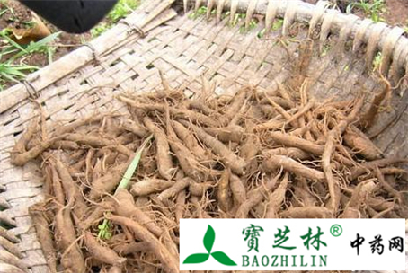 怎么鉴别真品草乌及其伪品
