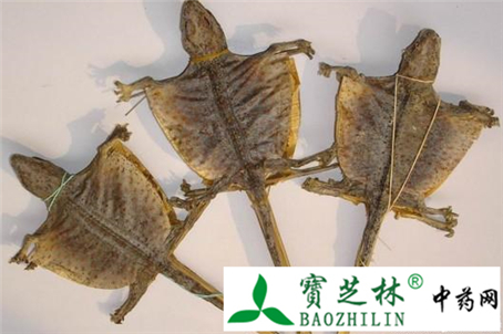 中药材蛤蚧的主要特征及其伪品