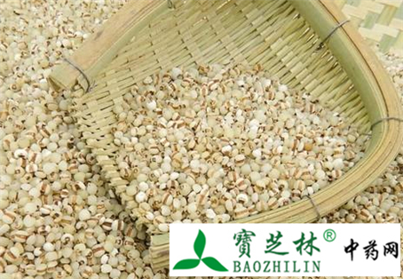 中药材薏苡仁怎么鉴别真假
