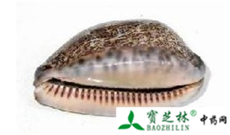 真品中药材紫贝齿的鉴别方法