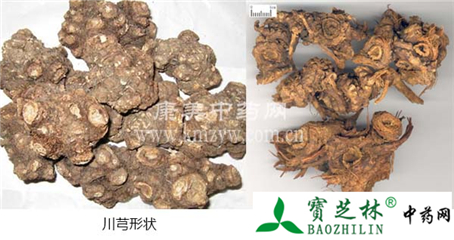 川芎与常见伪品藁本的区别方法(组图)