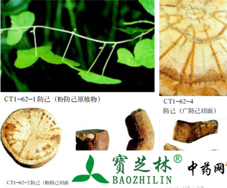 防己的鉴别方法