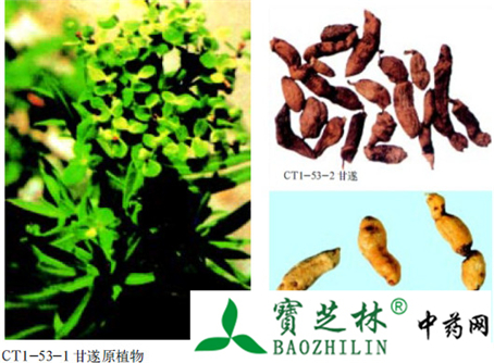 甘遂的鉴别方法