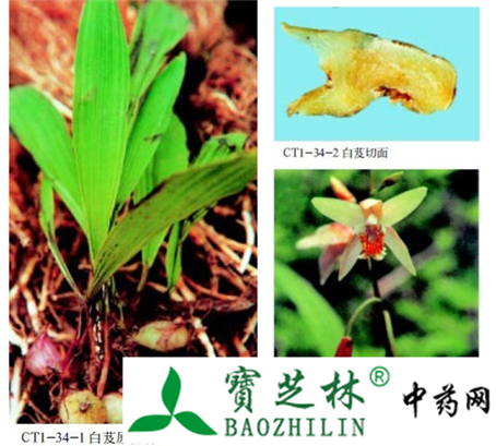 白及的鉴别方法