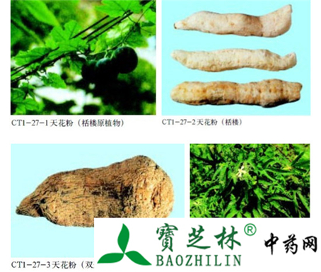 天花粉的鉴别