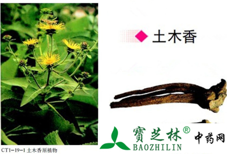 土木香的鉴别方法