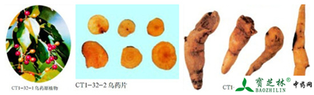 乌药的鉴别方法