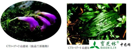 山慈菇的鉴别方法