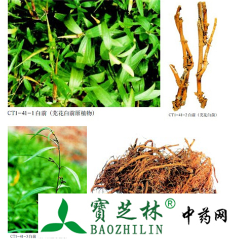 白前的鉴别方法