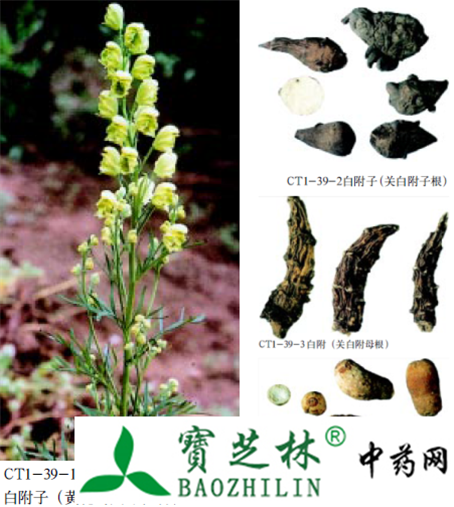 白附子的鉴别方法