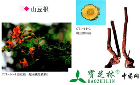 山豆根的鉴别