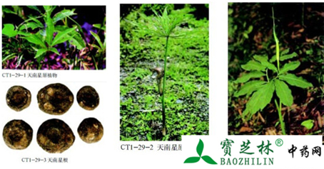 天南星的鉴别