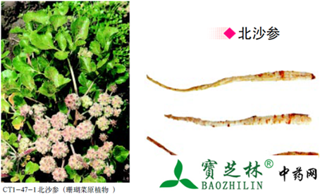 北沙参的鉴别方法