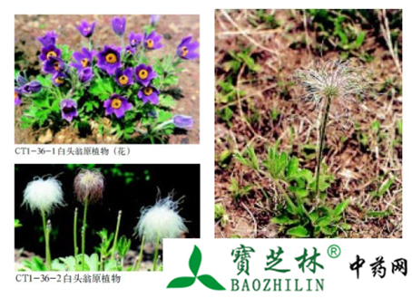 白头翁的鉴别方法