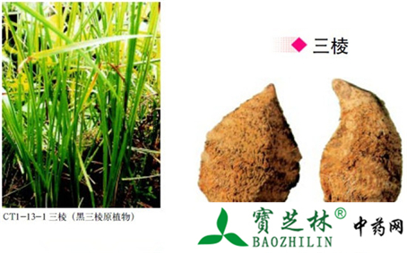 三棱的鉴别