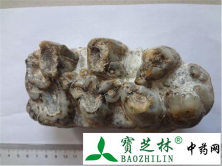 龙齿的鉴别方法