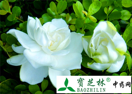 栀子花的14种功效与作用