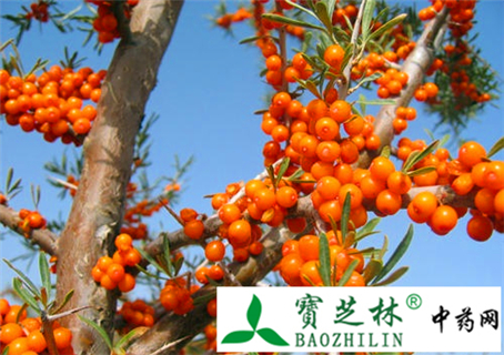 沙棘茶的功效与作用
