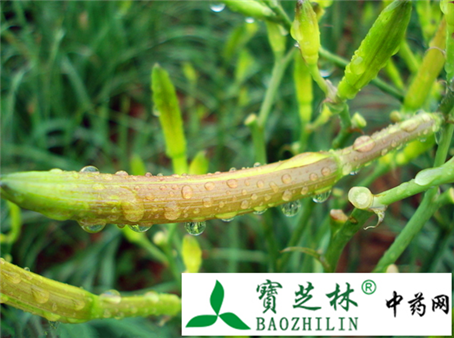 黄花菜的药用价值
