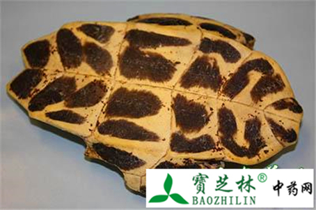 龟板的功效与作用