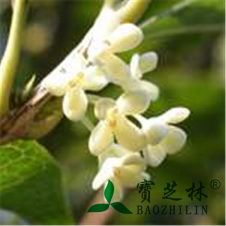 桂花