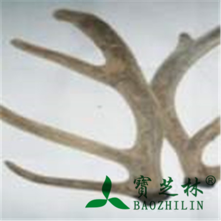鹿茸