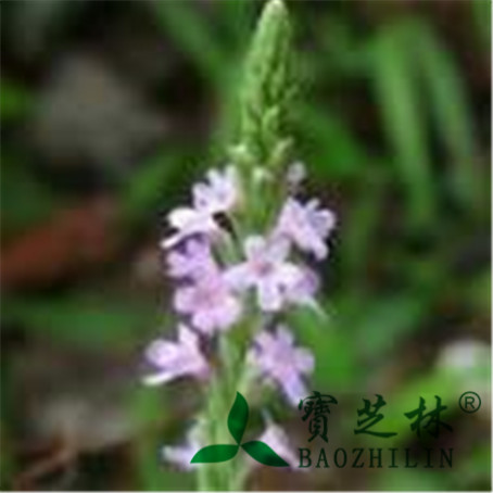 马鞭草